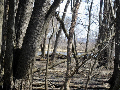 lake tree wisconsin april 2009 avoca