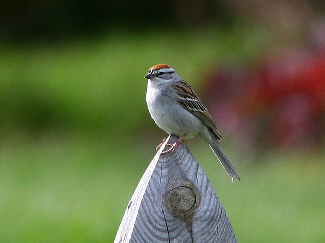 Chipping Sparrow 20090510