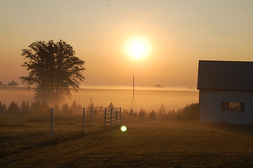 trees fog barn sunrise