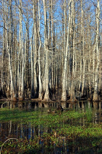 trees reflection tree green wet water forest reflections louisiana bayou swamp wetlands cypress cypresstrees wetland cypresstree moist watery swampy standingwater cypressforest swampwater lahwy1