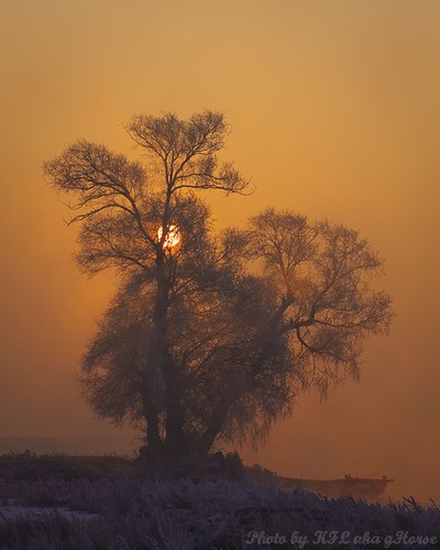 mist tree pine sunrise frosty jilin 吉林 wushongisland 雾从岛