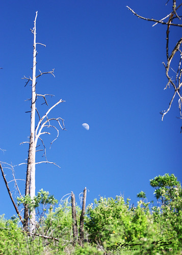 blue sky usa moon tree green nature canon daylight washington king deadtree daytime steven snag 9milefalls