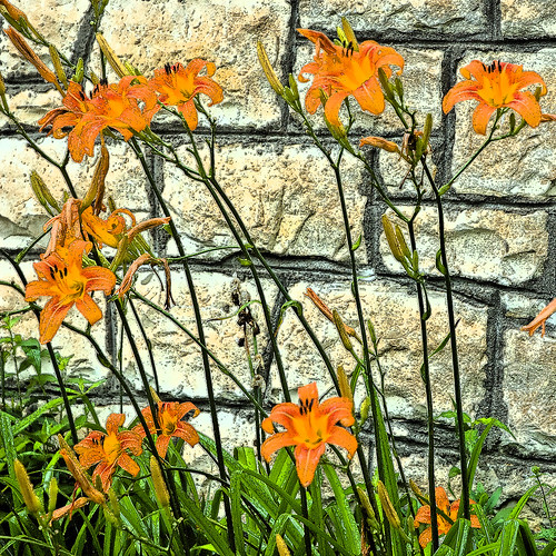 lilies kansas visualart daylilies flowergarden tigerlilies councilgrove