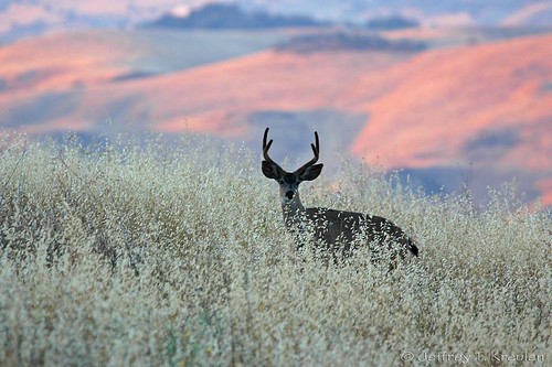 california sunset nikond70 sanjose buck blacktaileddeer santateresacountypark mywinners colorphotoaward goldstaraward