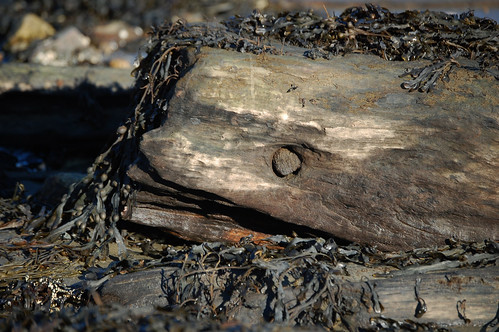 seaweed-bedecked wooden creature