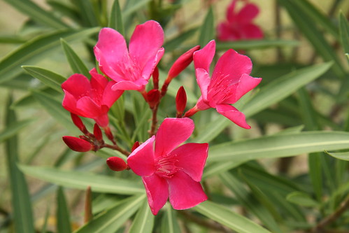 flowers red lake flower green texas oleander conroe canonefs1755mmf28isusm waldenmarina