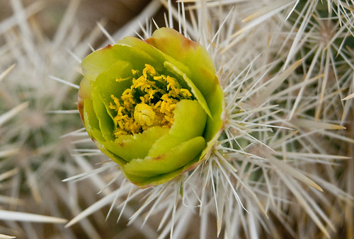 cactus flower macro cholla joshuatreenationalpark silvercholla bej goldstaraward