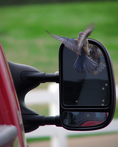 bird mirror inflight attack stupid bluebird aggression birdbrain tcon17