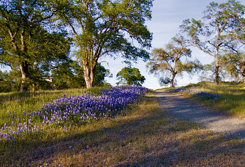 california county wild flower tree canon woodland landscape photo oak woods grove path walk photograph valley shade shady placer lupine roseville rocklin vetch 50d explorer342 familygetty