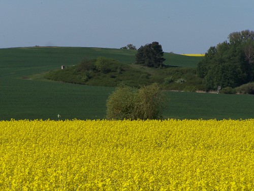 deutschland gelb ausflug grün raps brandenburg uckermark hügel kulturlandschaft