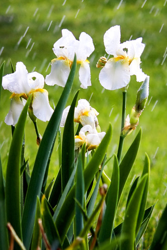 flowers iris white rain happy nc flickr may mayday showers waxhaw mywinners ghholt