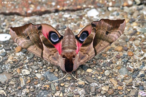macro moth papillon devon nocturne barnstaple ocellata smerinthus eyedhawkmoth canon100mmlismacro