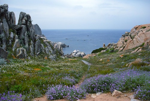 flowers blue sea sunshine spring rocks sardinia fuji challengeyouwinner worldwidelandscapes