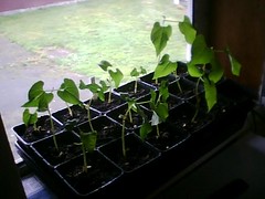 bean seedlings.jpg 