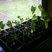 bean seedlings.jpg