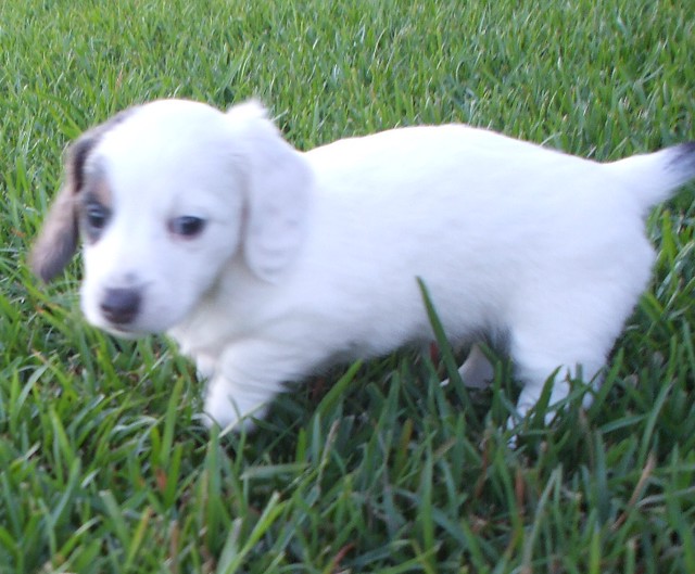 pup3 almost solid white dachshund miniature AKC female