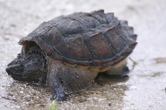 Florida Snapping Turtle | Flickr - Photo Sharing!