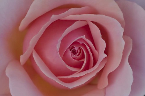 pink rose gypsy ethelmerman everythingscominguproses icanadmititnow idodoflowers perhapsineedtogointointervention