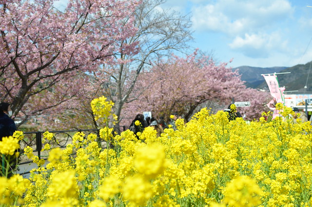 春の伊豆旅行 trip to Izu 2014年3月10日 河津桜