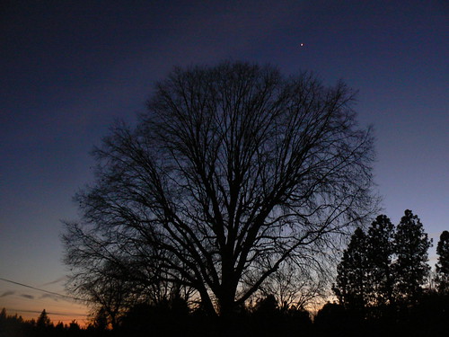 sunset sky tree giant star huge lone