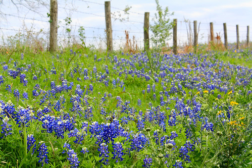 blue sky green nature rural fence spring texas barbedwire wildflowers hillcountry barbwire bluebonnets