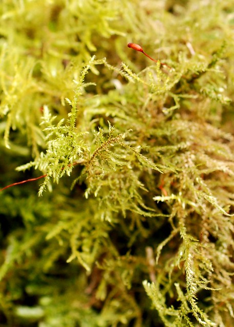Amblystegium serpens (Creeping Feather Moss)