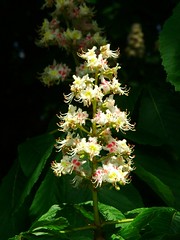 Horse Chestnut Flowers