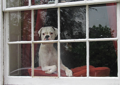 dog white window glass panes canong6 rossonwye animalkin