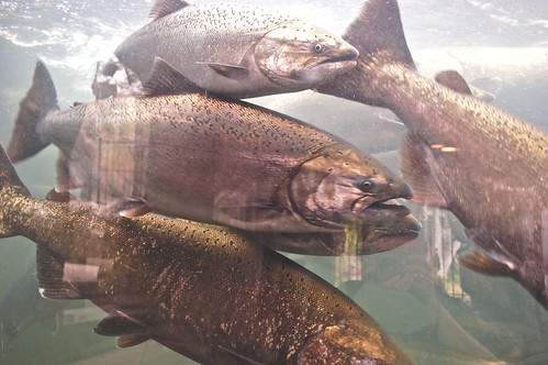 fish oregon roseburg salmon northumpquariver fishladders springchinook winchesterdam