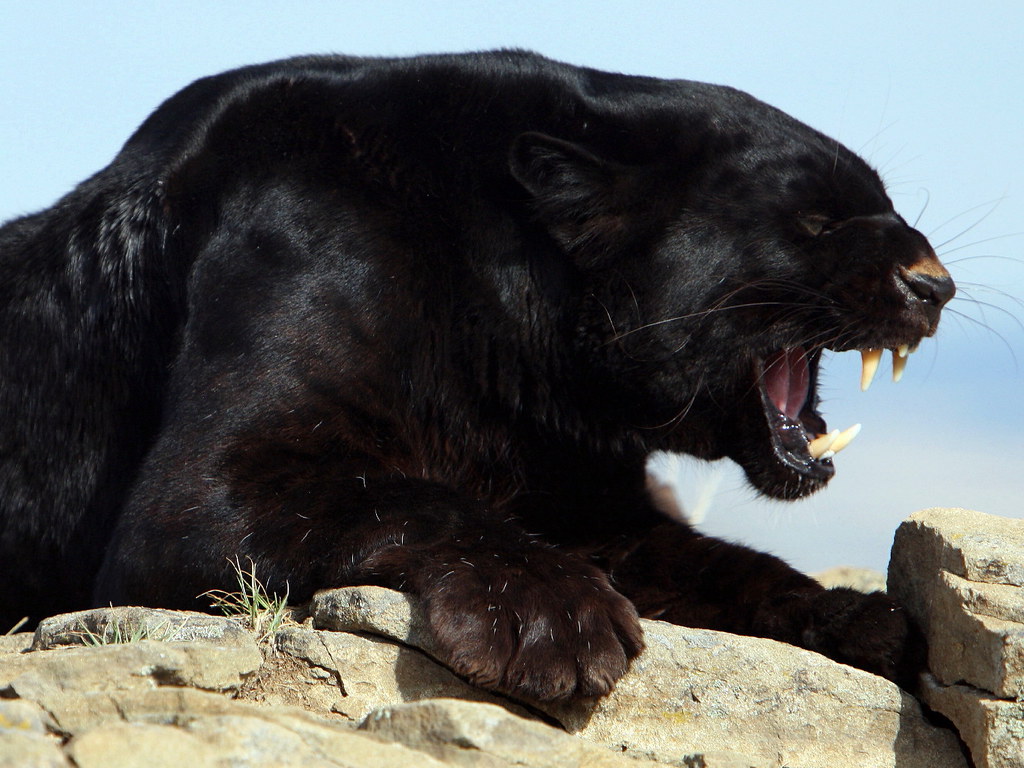В целом, черных пантер больше в густых и непроходимых зарослях, где очень м...