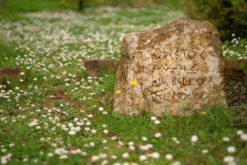 flowers italy verde green primavera field stone spring europa europe italia dof bokeh tuscany daisy fiori toscana pietra prato sangalgano margherite yourcountry kaoscube afsnikkor50mmf14g