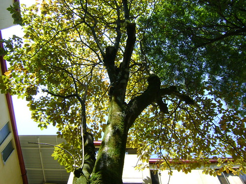 tree santiagodecali