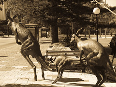 Kangaroo Statues