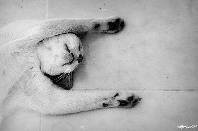 sleeping beauty : Jiro the Madcat