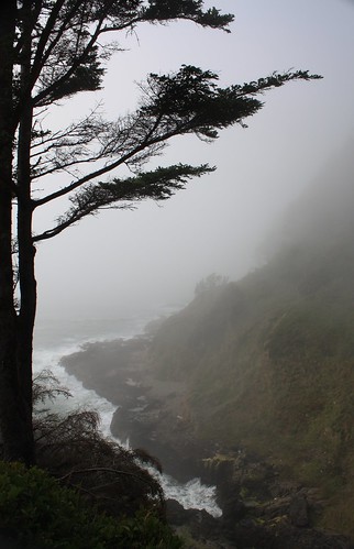 trees fog oregon coast or tide pacificocean coastal oregoncoast pacificcoast