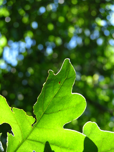 wild plants green oklahoma leaves brokenbow idabel beaversbendstatepark beaversbendok