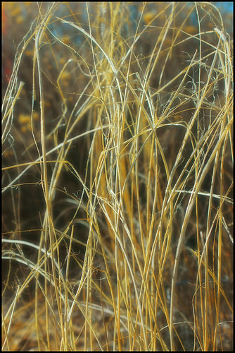 newmexico grass yellow season allergy