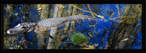reflection nikon alligator cyprus springs marsh centralflorida silverriver nikond80 18200vrii