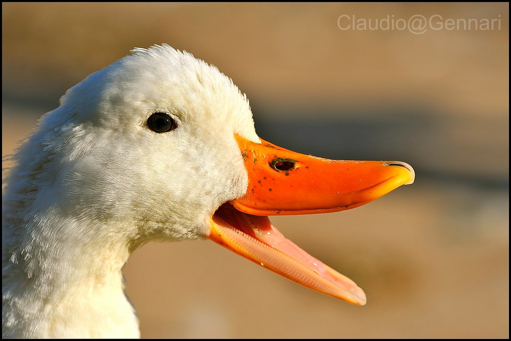Talkative goose ...