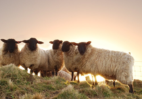 sunrise nikon sheep wiltshire westbury d60 nikond60