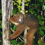 Red-bellied Lemur (Eulemur rubriventer)