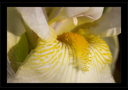 iris white macro nc soe waxhaw abigfave macrolife ghholt