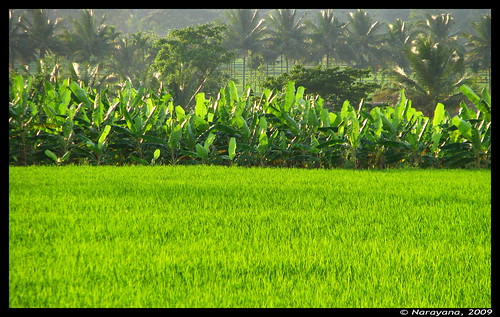 india river geotagged paddy coconut banana basin plantation fields groove karnataka mysore kaveri canonpowershot narayana s5is geo:lat=12411404 geo:lon=76608181