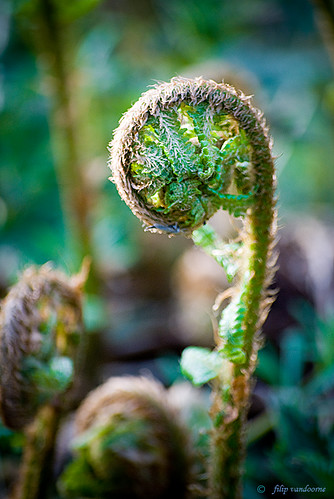 light plant fern nature spring 4seasons molsbroek