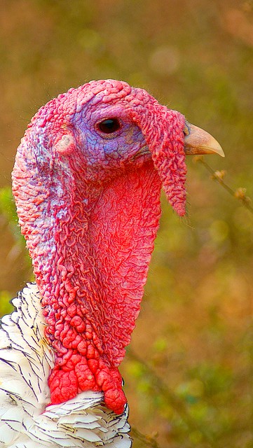  turkey  face  Flickr Photo Sharing 