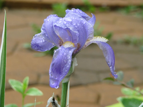 flowers iris plants verde green rain purple blossoms clematis dew raindrops blooms hostas plantsafterrain