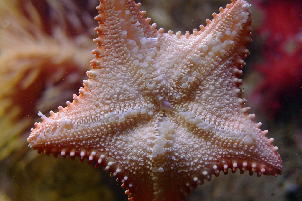 starfish rock photo