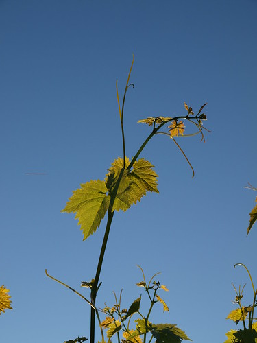 blue sky green portugal leaves backlight vine cobweb sooc