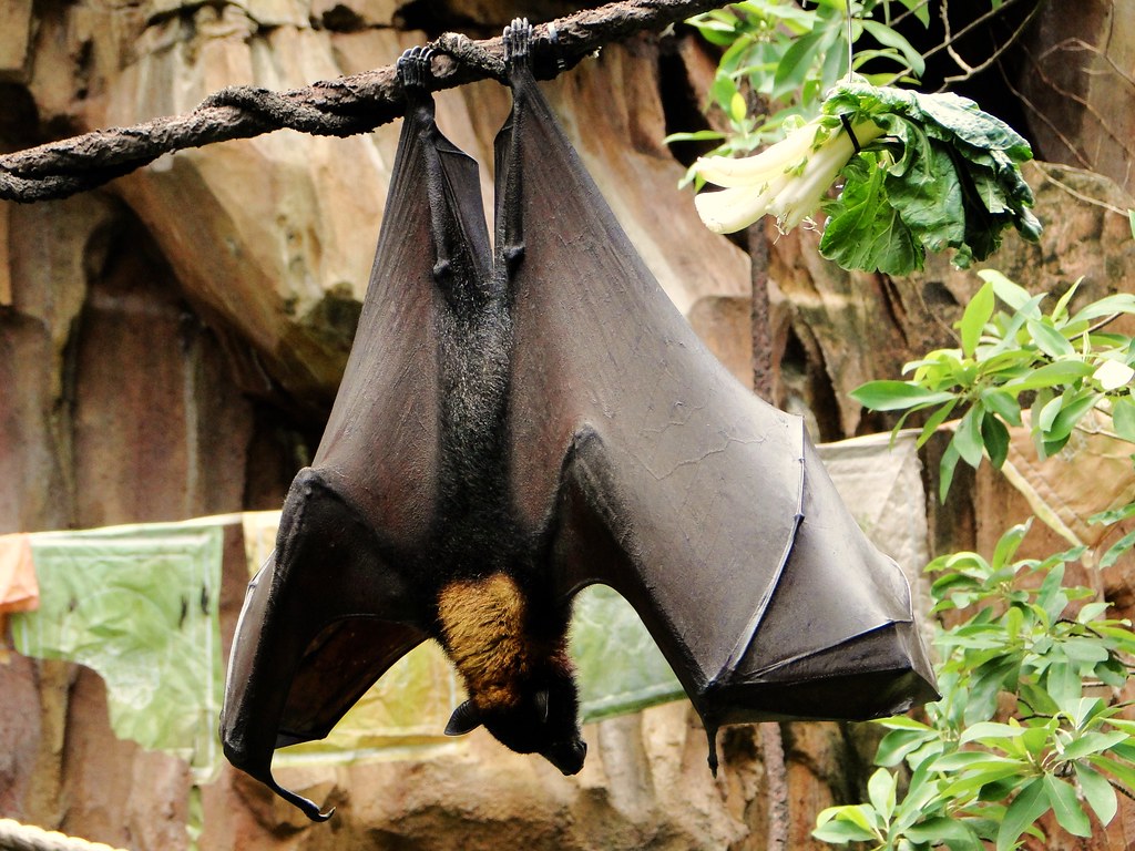 Giant Golden-Crowned Flying Fox « Study of Animals