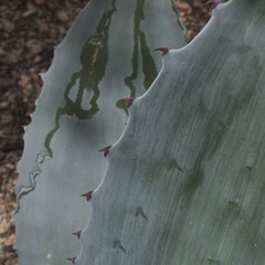 Agave Detail